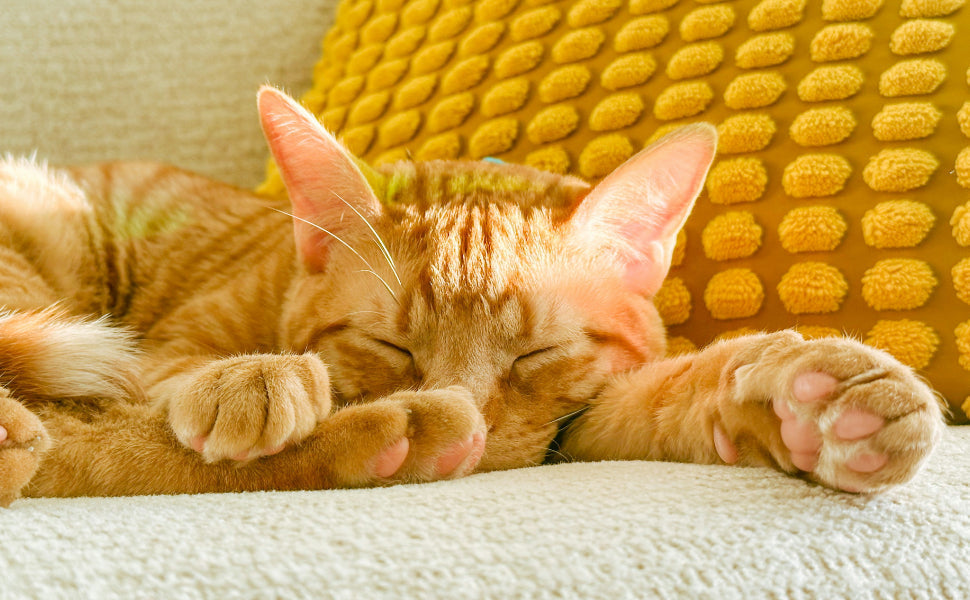 Warum schlafen Katzen so viel? Die Schlafinteraktionsmuster in