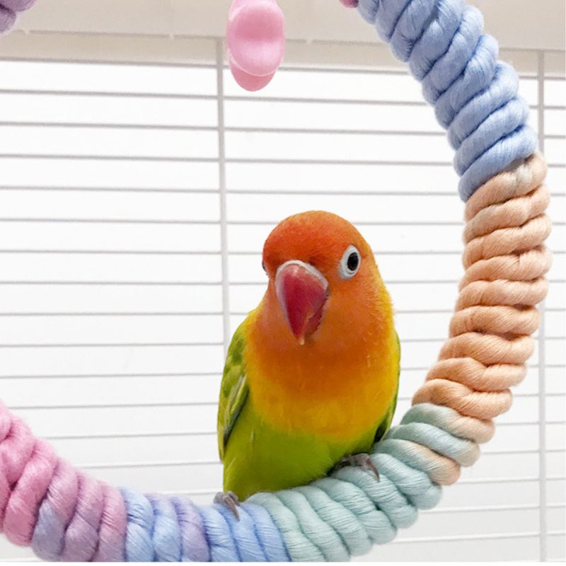 Wellensittiche Spielzeug, Bunte Kreis Schaukel, Baumwollseil Kletterring, Ideal zum Spielen und Trainieren für Kleine und Mittelgroße Vögel