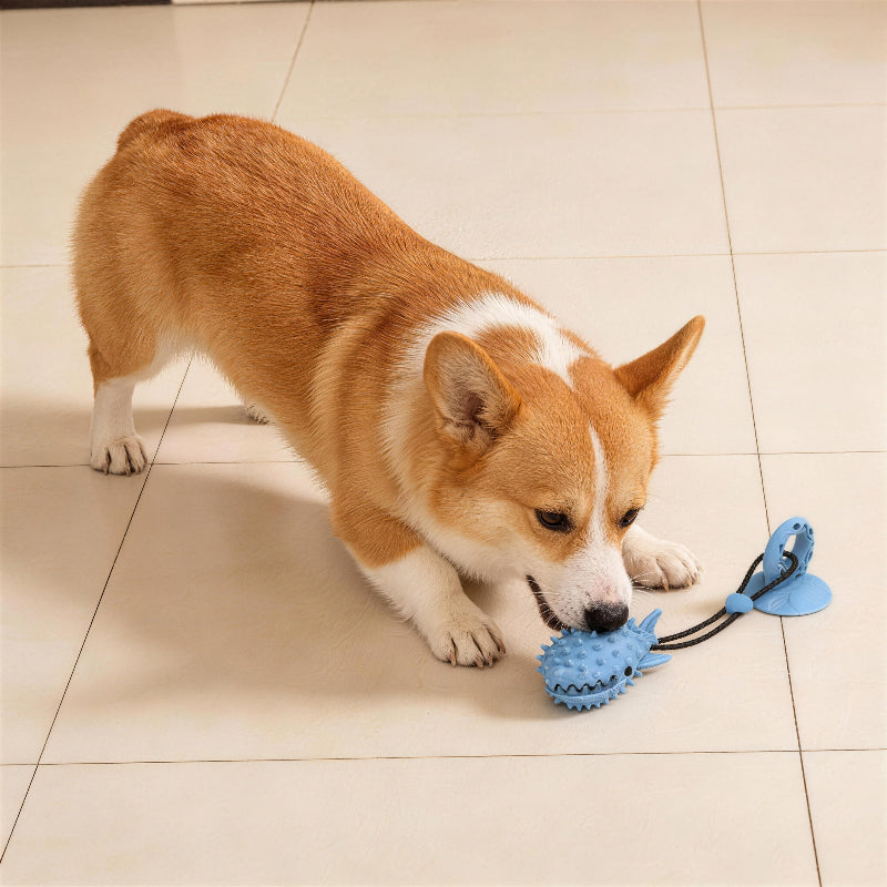 Hundespielzeug Zahnpflege, mit Saugnapf, Interaktives Hundespielzeug für Zahngesundheit, Stressabbau und Beschäftigung (1 Stück)