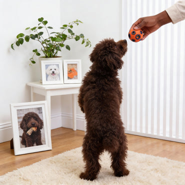 Spielzeug für den Hund, Gummi Doppelschicht Hundeball mit Glocken oder leuchtende Kugeln, Kauspielzeug für Hunde, Zwei Größen