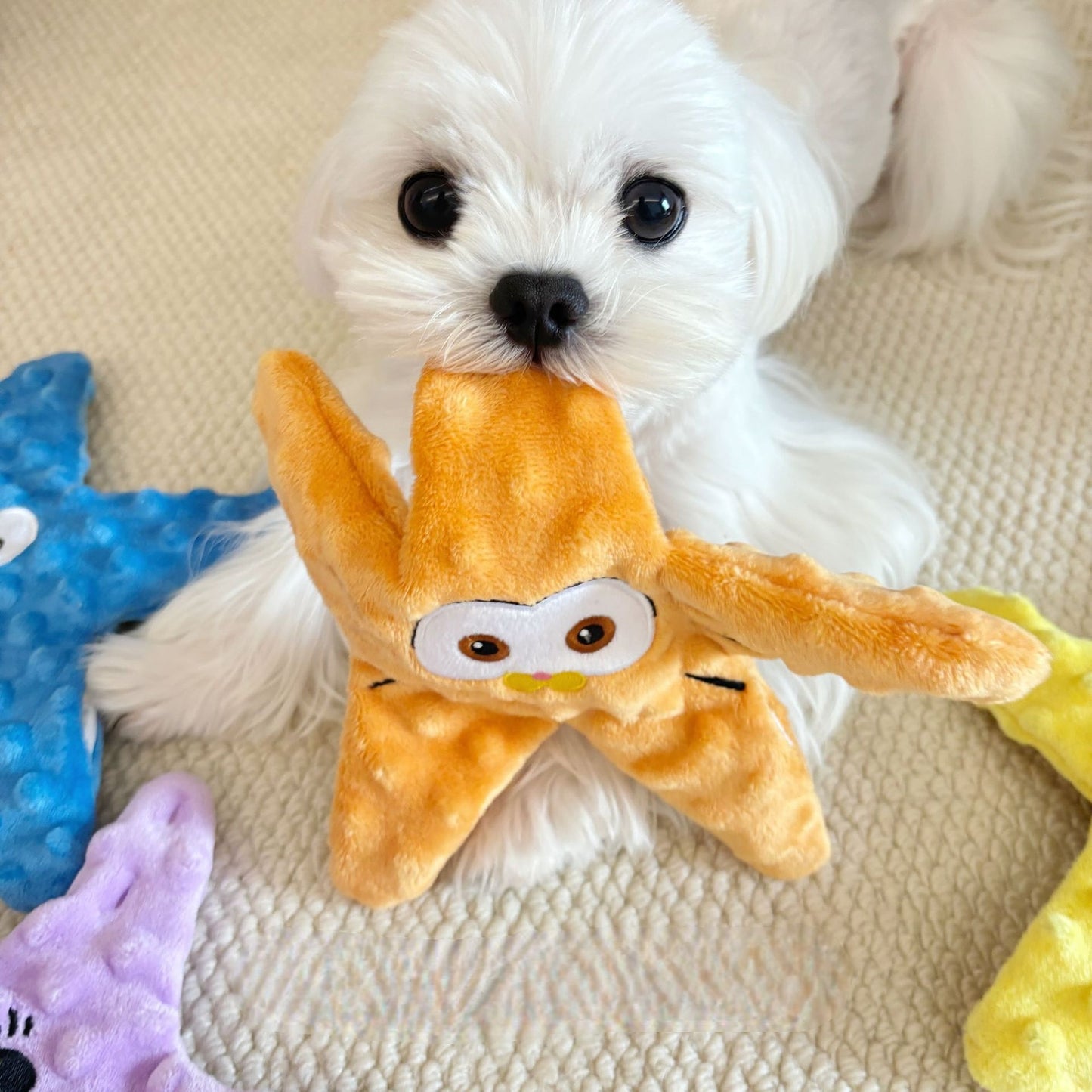 Hunde Intelligenzspielzeug, Plüsch Seestern mit Krinklepapier, BB-Sound & Futterversteck, Kauspielzeug, Vierfarbiger