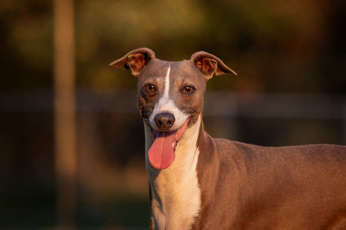 Warnsignale für starken oder aggressiven Kauhunger bei Hunden - PAWSOMETIME