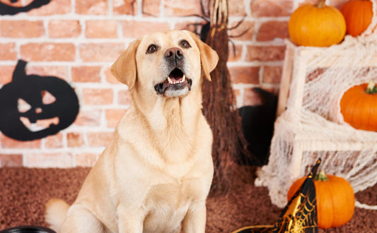 Was ist Halloween? Ursprung, Bräuche & Tipps für Hundebesitzer - Pawsometime