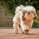 kleines hundespielzeug - PAWSOMETIME