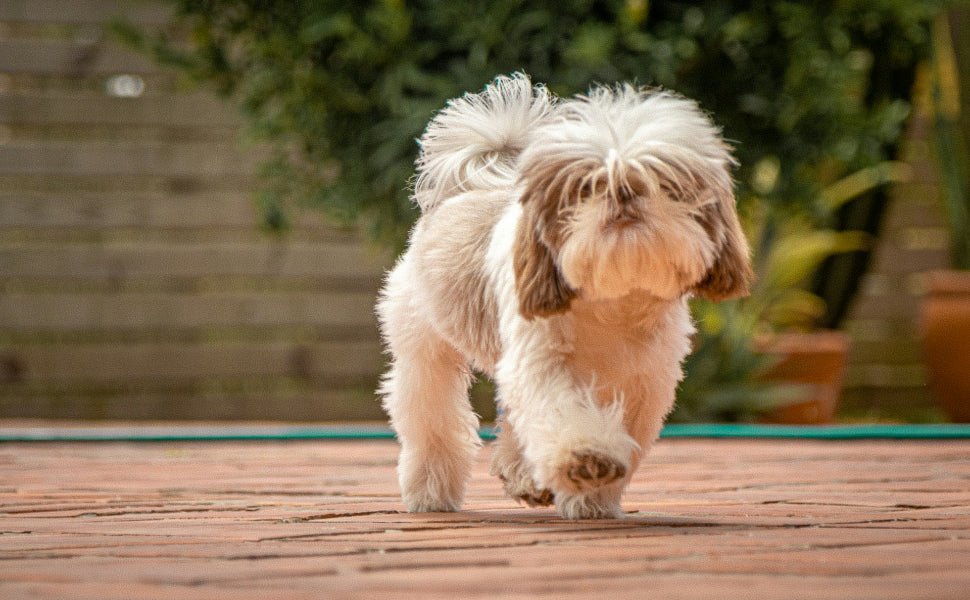 kleines hundespielzeug - PAWSOMETIME