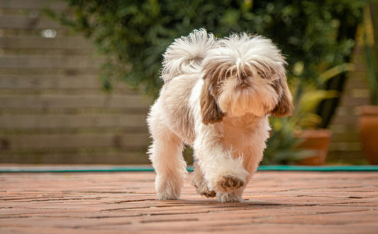kleines hundespielzeug - PAWSOMETIME