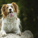 Warum zerlegt mein Hund jedes Kuscheltier? Ein Guide zu Robustheit, Materialien und Spielverhalten - PAWSOMETIME
