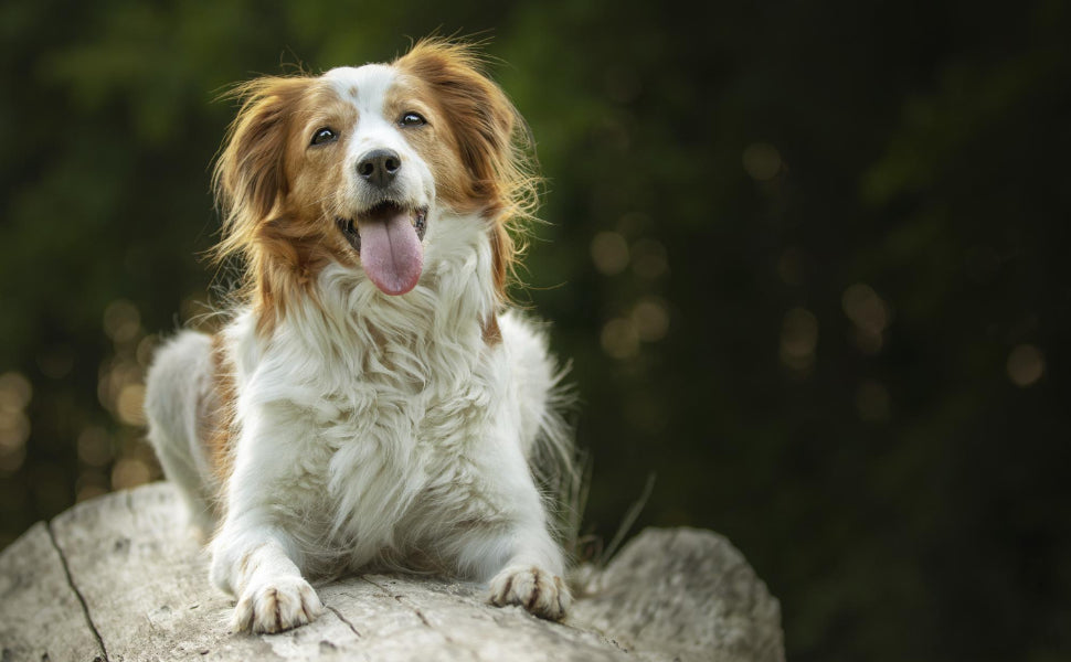 Warum zerlegt mein Hund jedes Kuscheltier? Ein Guide zu Robustheit, Materialien und Spielverhalten - PAWSOMETIME