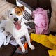 5 Warnsignale für unsichere Schnüffelmatten bei Hunden - PAWSOMETIME