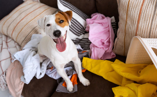 5 Warnsignale für unsichere Schnüffelmatten bei Hunden - PAWSOMETIME