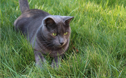 Katzenspielzeug Vogel - Pawsometime