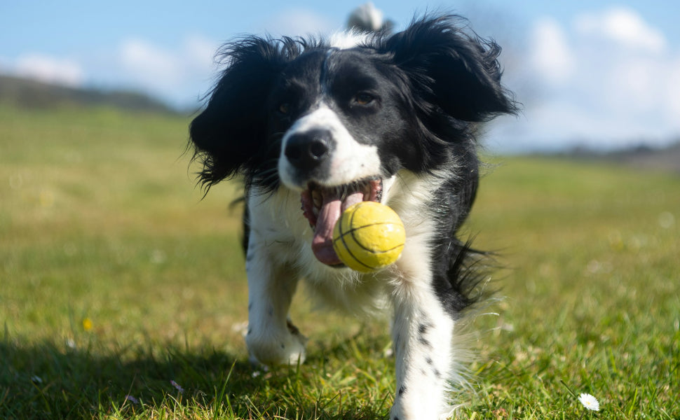 Hunde Intelligenzspielzeug - PAWSOMETIME