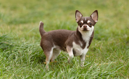 Hundespielzeug für kleine Hunde - Pawsometime