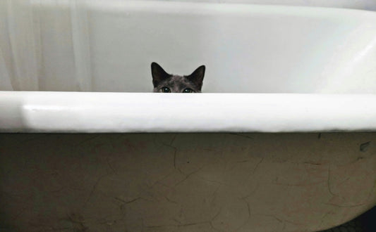 Der Instinkt der Katze - Pawsometime