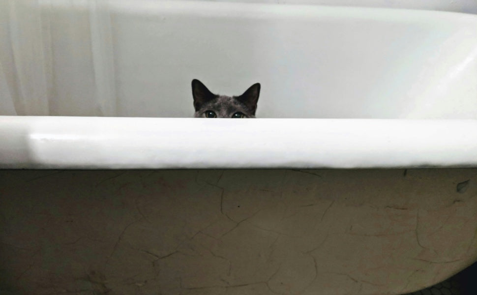 Der Instinkt der Katze - Pawsometime