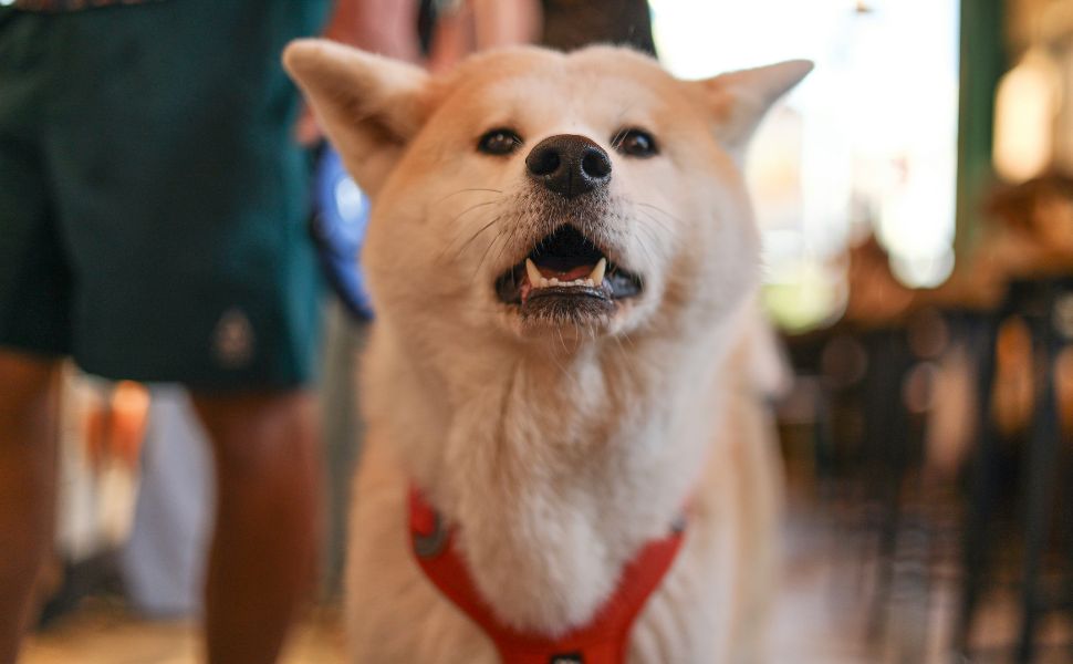 Hundezähne - Pawsometime