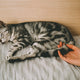 Katzenbett - Pawsometime