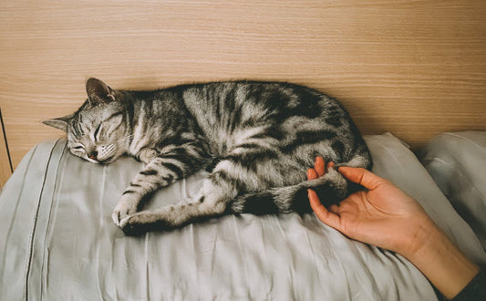 Katzenbett - Pawsometime