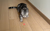 Laserpoint für Katzen - Pawsometime