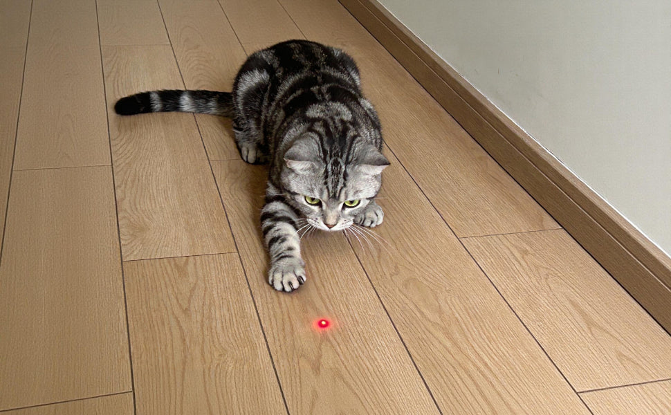 Laserpoint für Katzen - Pawsometime