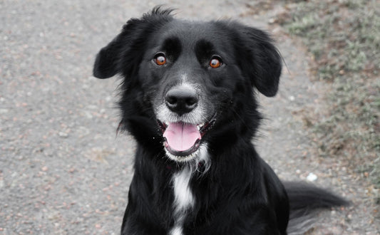 Hunde Intelligenzspielzeug - Pawsometime