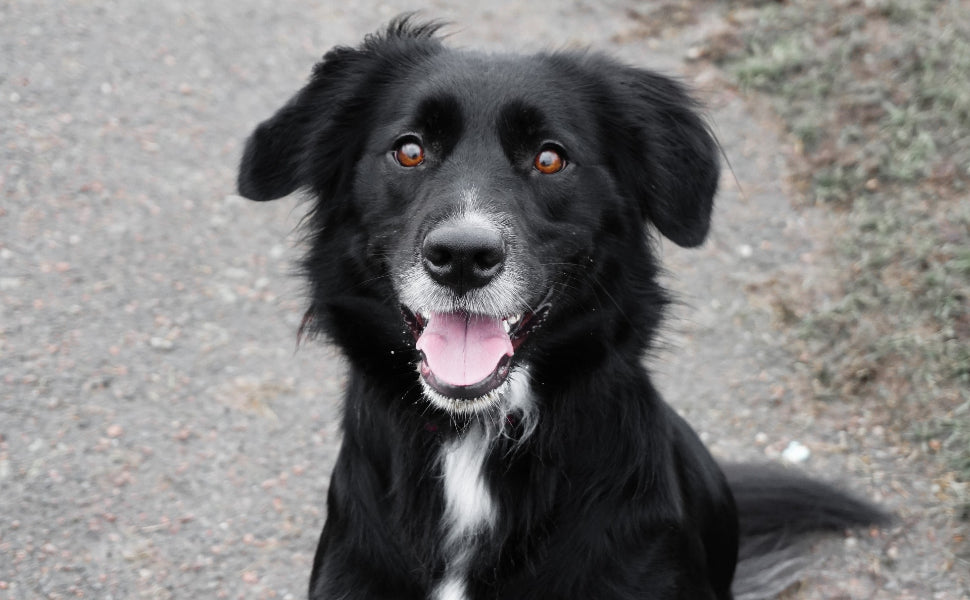 Hunde Intelligenzspielzeug - Pawsometime