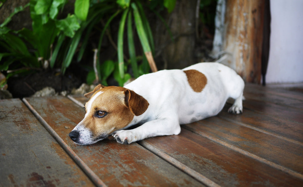 Das richtige Beschäftigungsspielzeug für Ihren Hund - PAWSOMETIME