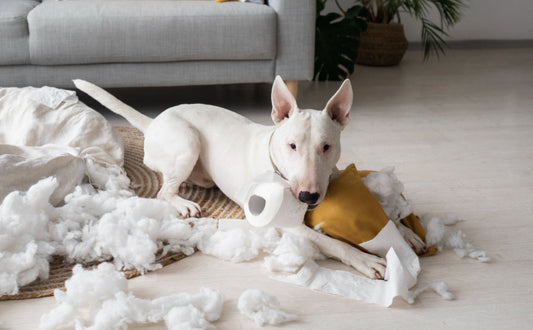 Hund Schnüffelmatte in zwei Farben erhältlich - Pawsometime