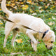 Schnüffelmatte für Hunde - PAWSOMETIME
