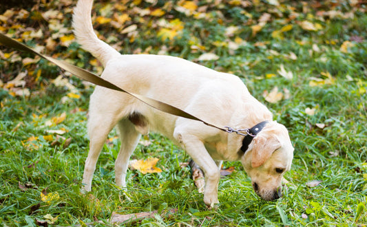 Schnüffelmatte für Hunde - PAWSOMETIME