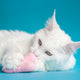 Warum ein Kuscheltier Katzen glücklich und entspannt macht - Pawsometime