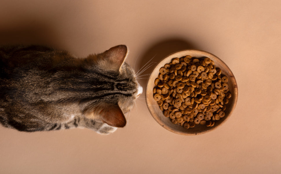 große Kratzbäume für Katzen - Pawsometime