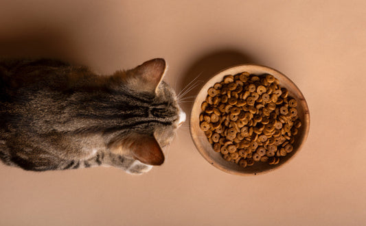 große Kratzbäume für Katzen - Pawsometime