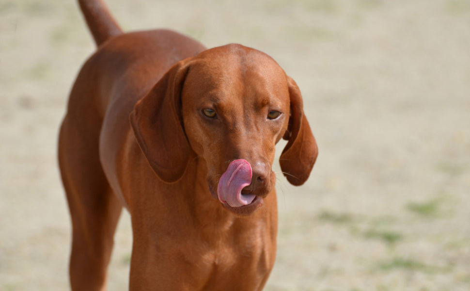 Dürfen Hunde keine Tomaten essen? Der große Ratgeber zur Ernährungssicherheit