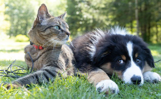 Intelligenzspielzeug Hunde - Pawsometime