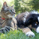 Intelligenzspielzeug Hunde - Pawsometime