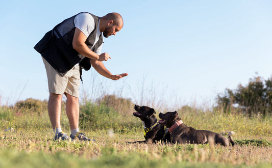 Grundkommandos für kontrolliertes Zerrspiel beim Hund lernen - PAWSOMETIME