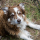 Grundlagen der Lernpsychologie beim Hund verstehen - PAWSOMETIME