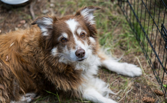 Grundlagen der Lernpsychologie beim Hund verstehen - PAWSOMETIME