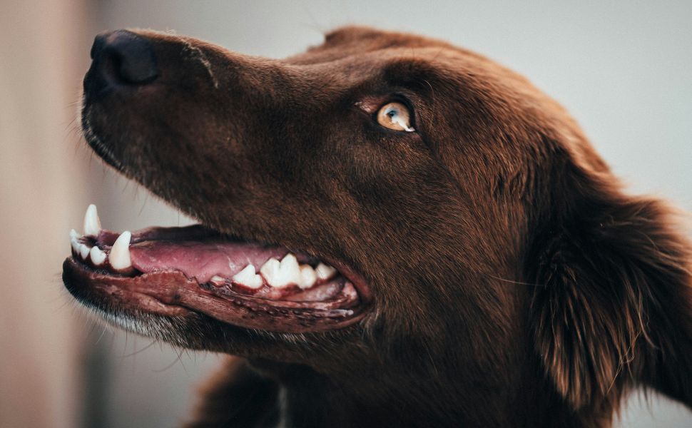 Zahngesundheit des Hundes - Pawsometime