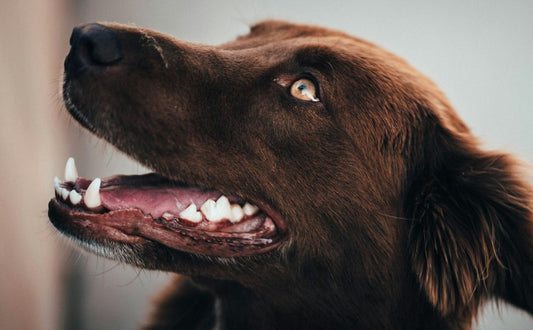 Zahngesundheit des Hundes - Pawsometime