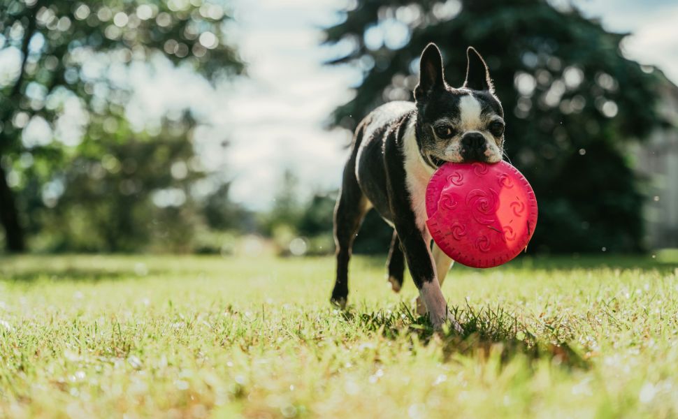 Die Vorbeugung von Zahnproblemen bei Hunden - Pawsometime