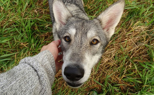 wie Sie Ihren Hund pflegen - Pawsometime