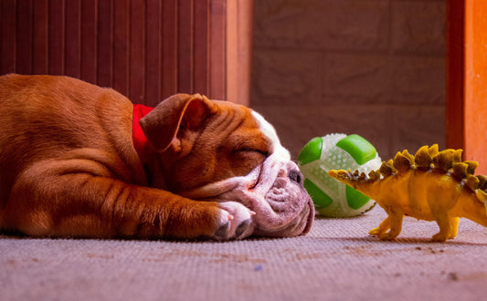 Kauspielzeug für Hunde - Pawsometime