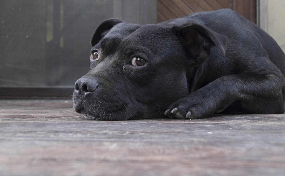 Beruhigung von Hundangst - Pawsometime