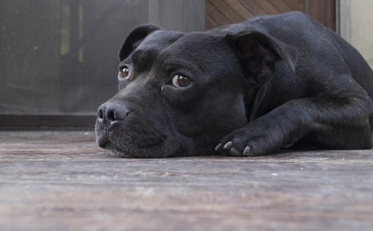 Beruhigung von Hundangst - Pawsometime