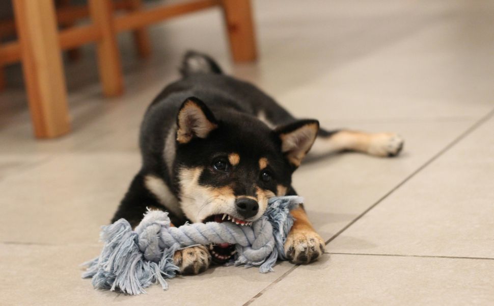 Kauknochen für Hunde - Pawsometime