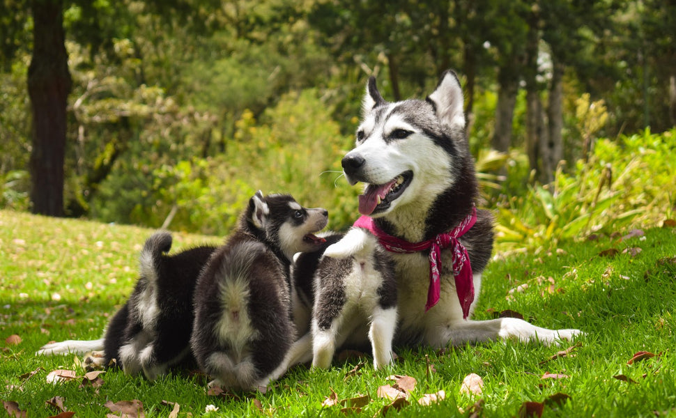 Kauknochen Hunde - Pawsometime