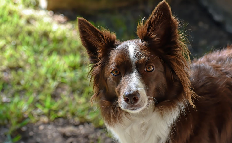 Verstärken Sie Ihre Bindung - Pawsometime