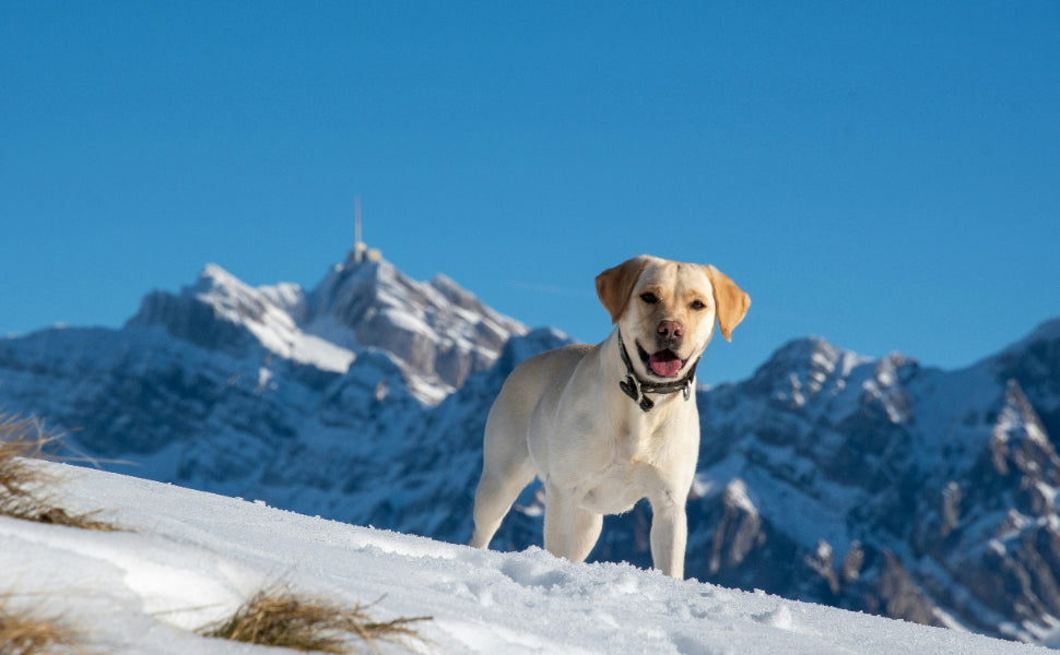 Wie oft muss ein Hund raus - Pawsometime